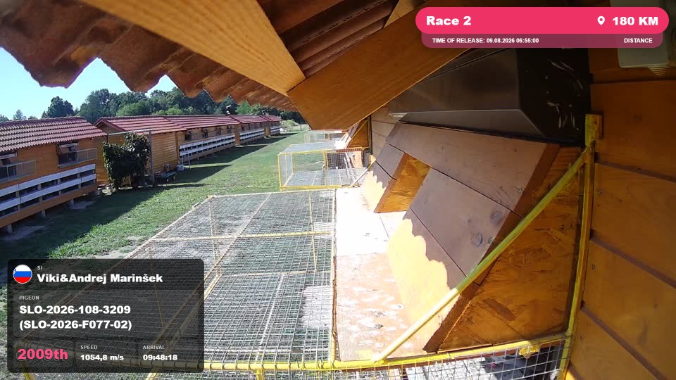Pigeon Arrival Image For Race Race 2