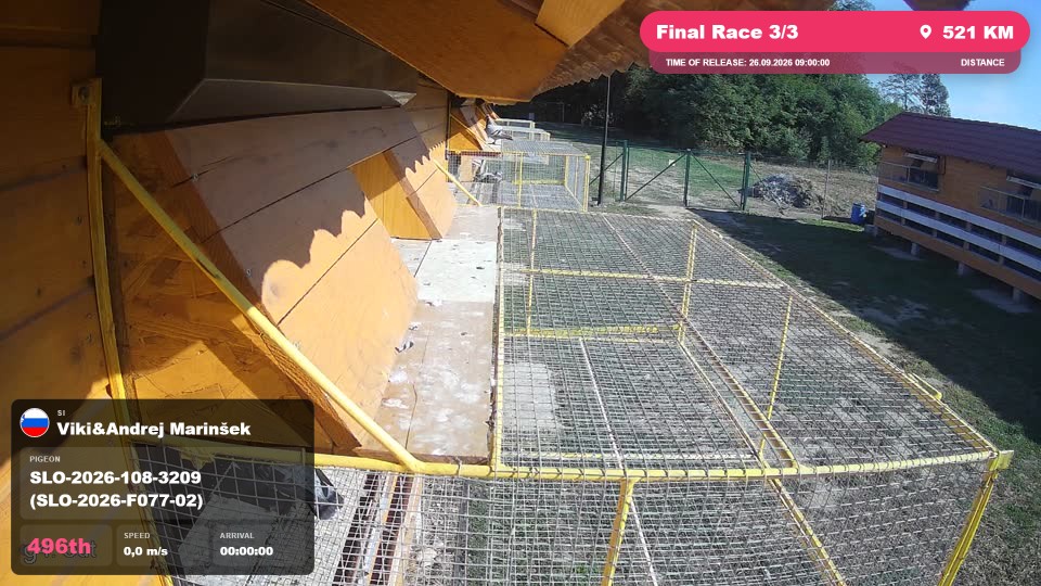 Pigeon Arrival Image For Race Final Race 3/3