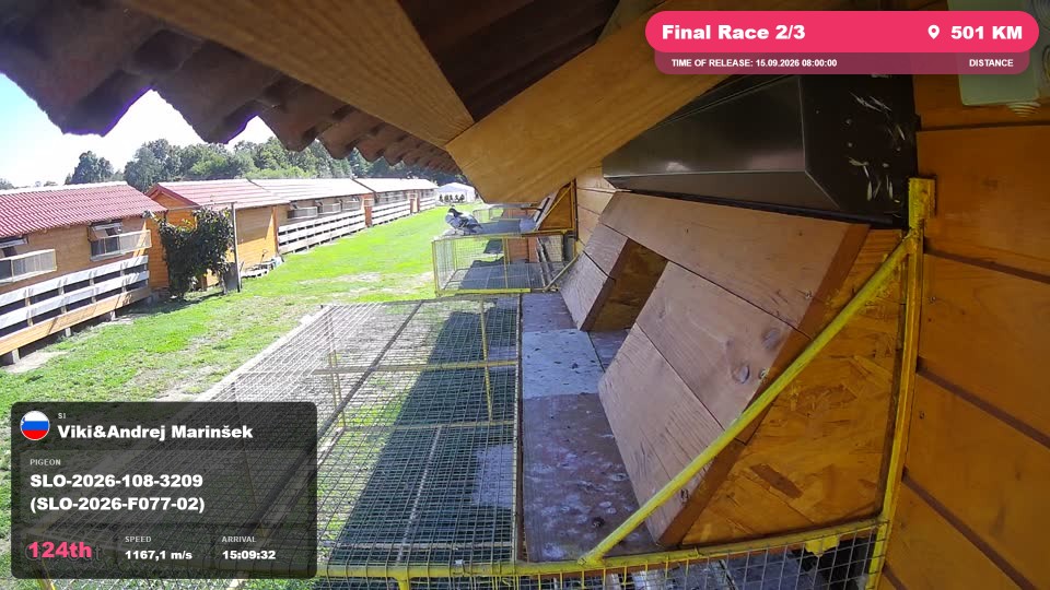 Pigeon Arrival Image For Race Final Race 2/3