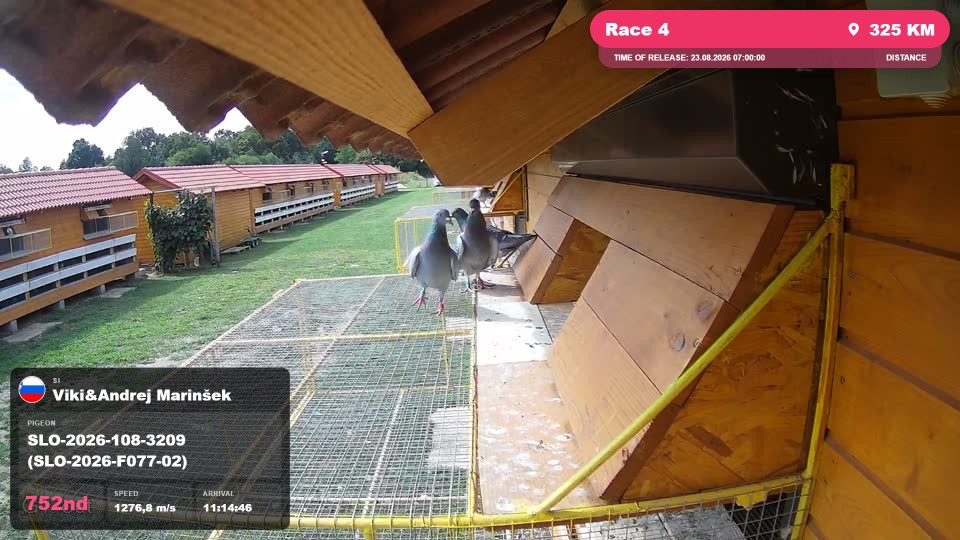 Pigeon Arrival Image For Race Race 4