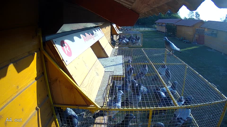 Pigeon Arrival Image For Race Race 1