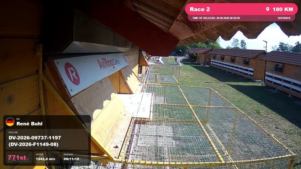 Pigeon Arrival Image For Race Race 2
