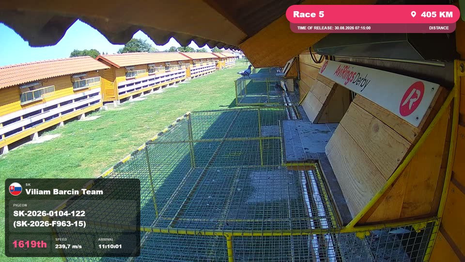 Pigeon Arrival Image For Race Race 5