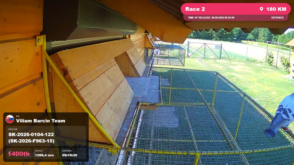 Pigeon Arrival Image For Race Race 2