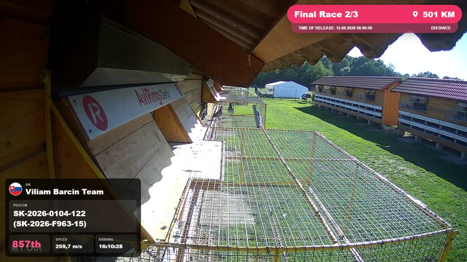 Pigeon Arrival Image For Race Final Race 2/3
