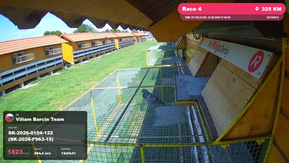 Pigeon Arrival Image For Race Race 4