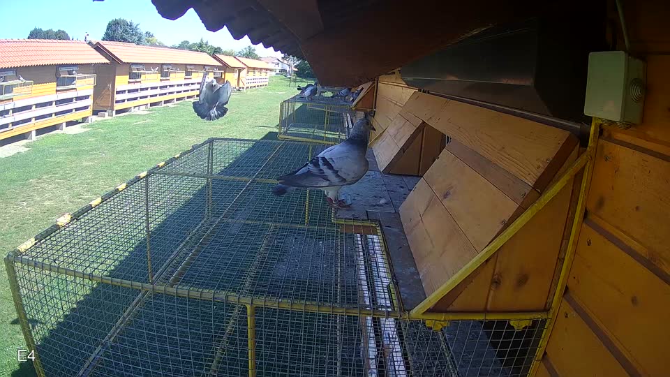 Pigeon Arrival Image For Race Race 2