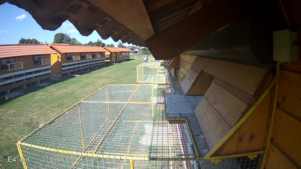 Pigeon Arrival Image For Race Race 5