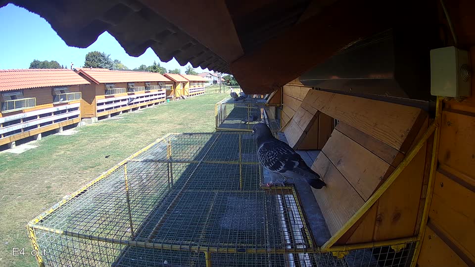 Pigeon Arrival Image For Race Race 3