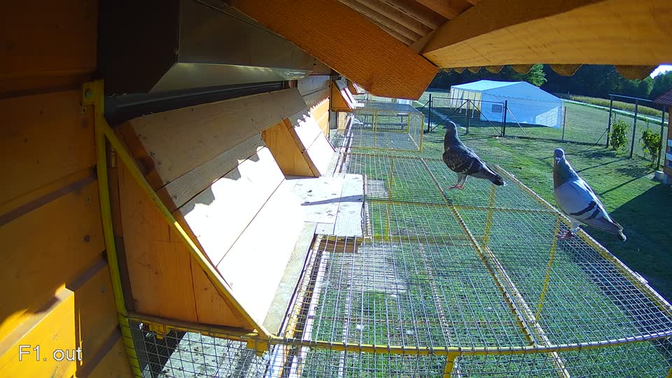 Pigeon Arrival Image For Race Final Race 1/3
