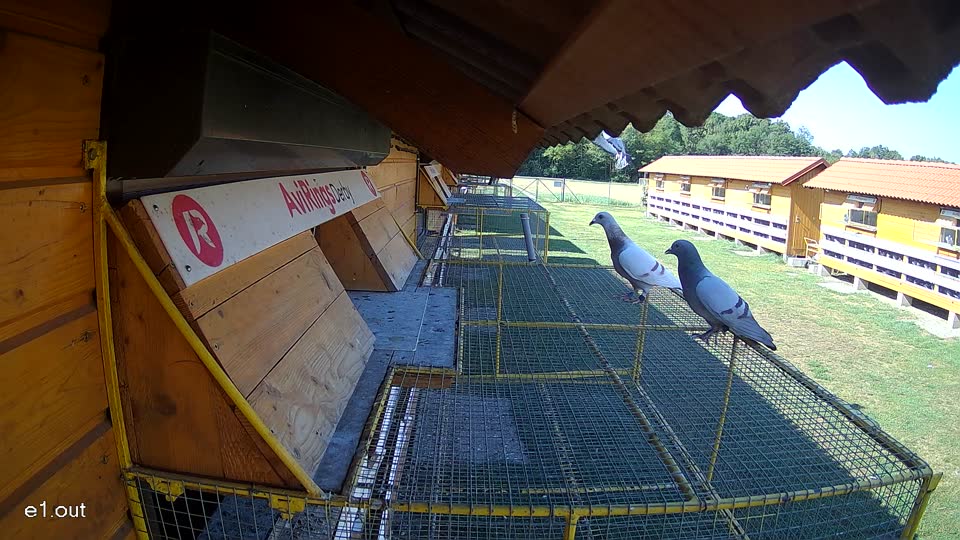 Pigeon Arrival Image For Race Race 2