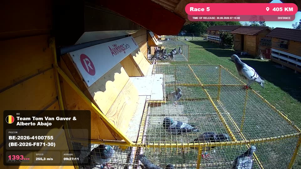 Pigeon Arrival Image For Race Race 5