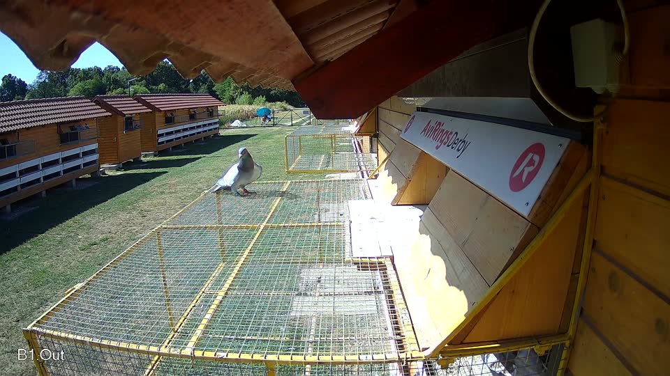 Pigeon Arrival Image For Race Race 3