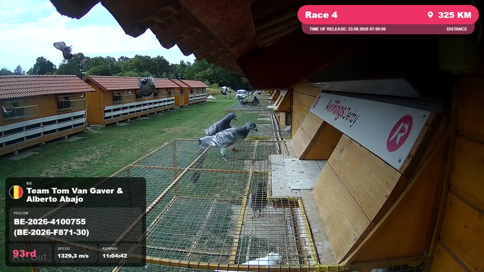 Pigeon Arrival Image For Race Race 4