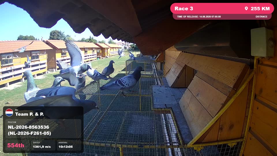 Pigeon Arrival Image For Race Race 3