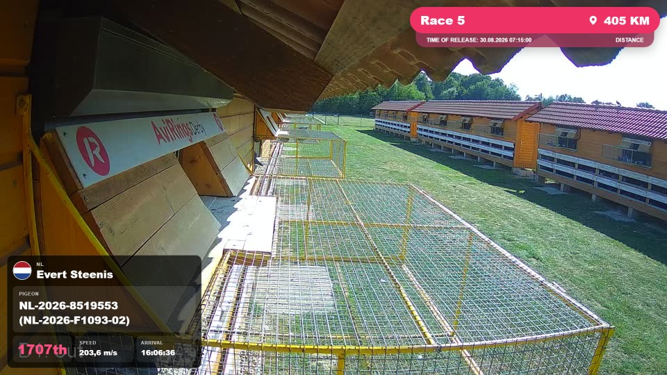 Pigeon Arrival Image For Race Race 5