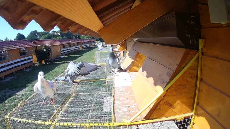Pigeon Arrival Image For Race Race 2