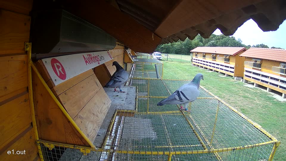 Pigeon Arrival Image For Race Race 4