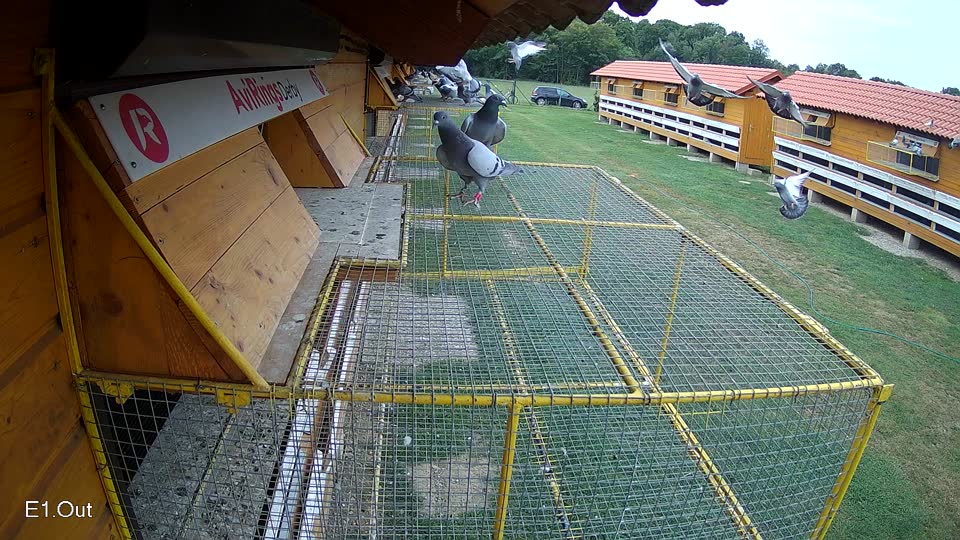 Pigeon Arrival Image For Race Race 3