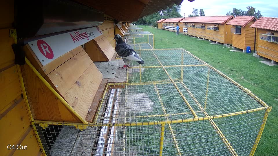 Pigeon Arrival Image For Race Race 6