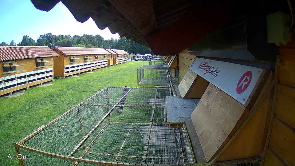 Pigeon Arrival Image For Race Final race 3