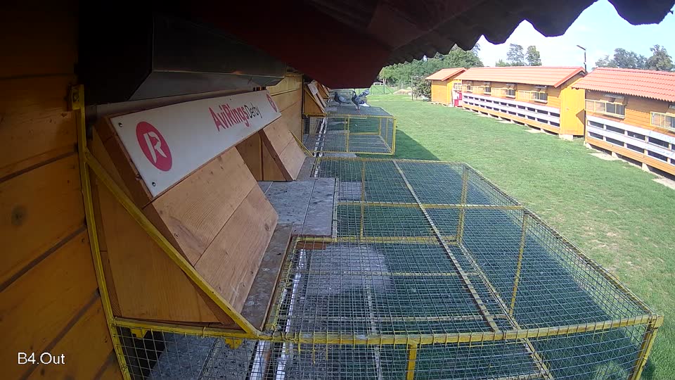 Pigeon Arrival Image For Race Final race 1