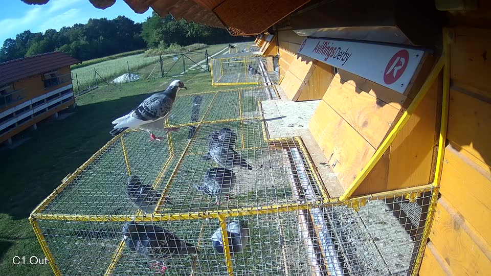 Pigeon Arrival Image For Race Race 5