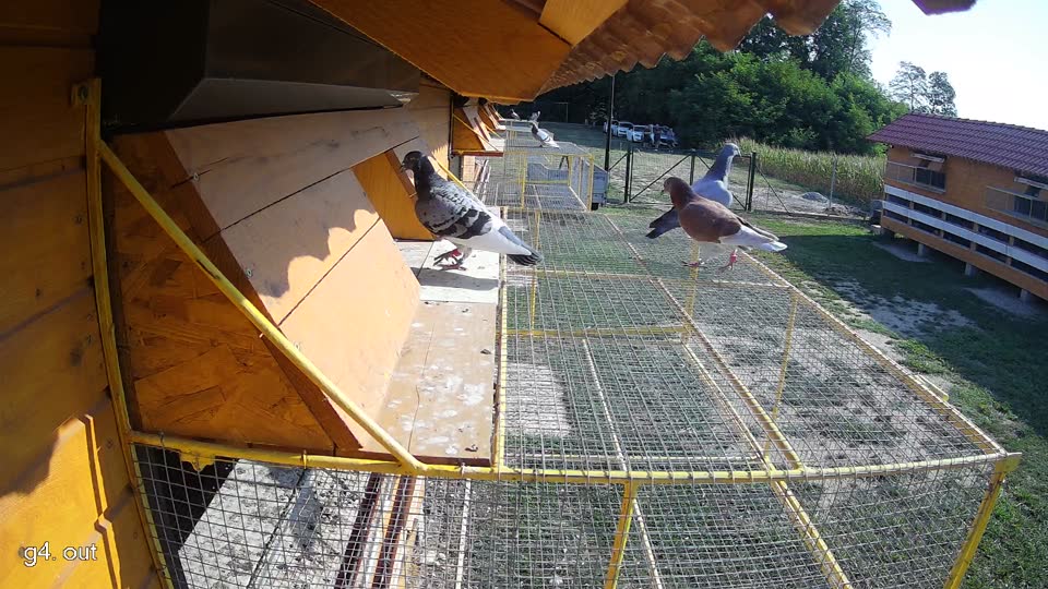 Pigeon Arrival Image For Race Race 1