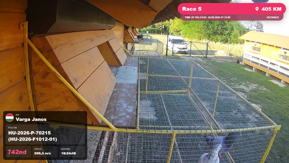 Pigeon Arrival Image For Race Race 5