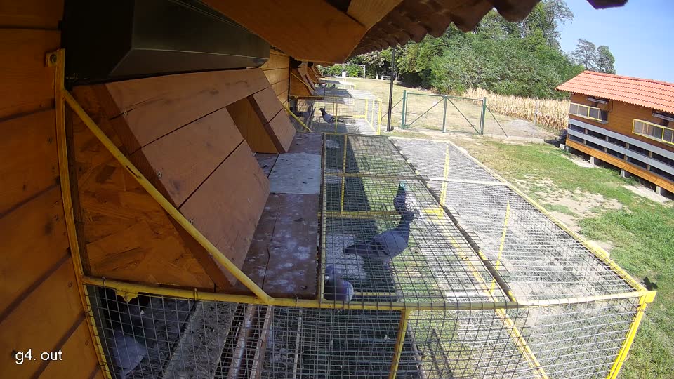 Pigeon Arrival Image For Race Race 2