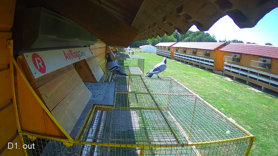 Pigeon Arrival Image For Race Final Race 1/3