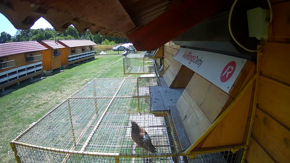 Pigeon Arrival Image For Race Race 5