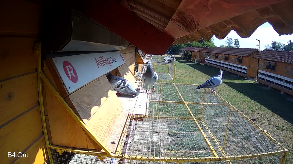 Pigeon Arrival Image For Race Race 2