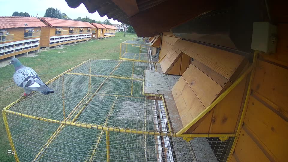 Pigeon Arrival Image For Race Race 3