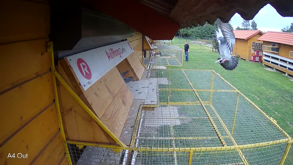 Pigeon Arrival Image For Race Final race 3