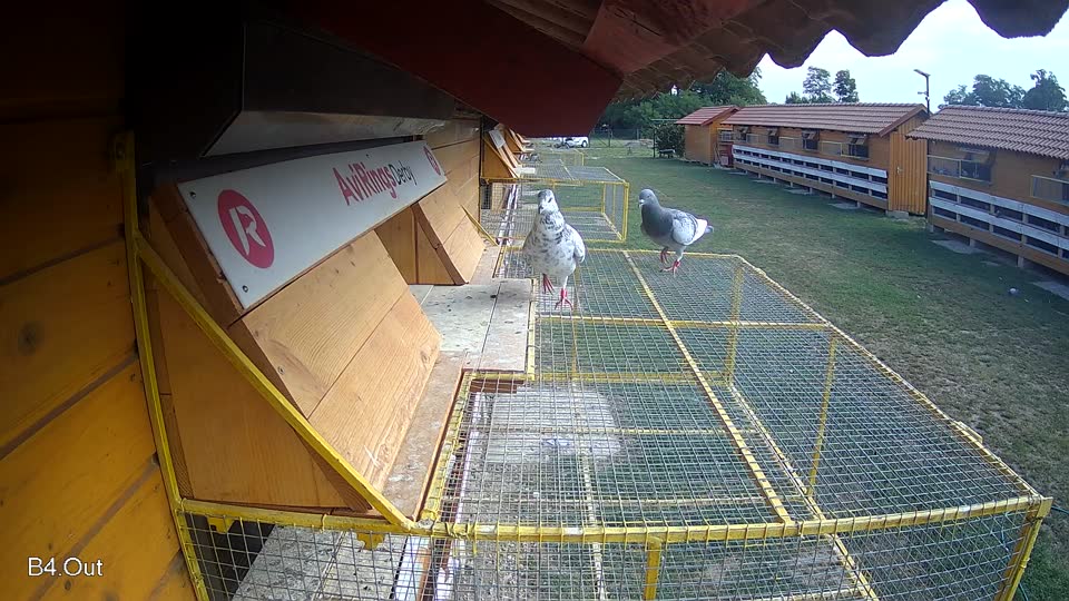 Pigeon Arrival Image For Race Race 4