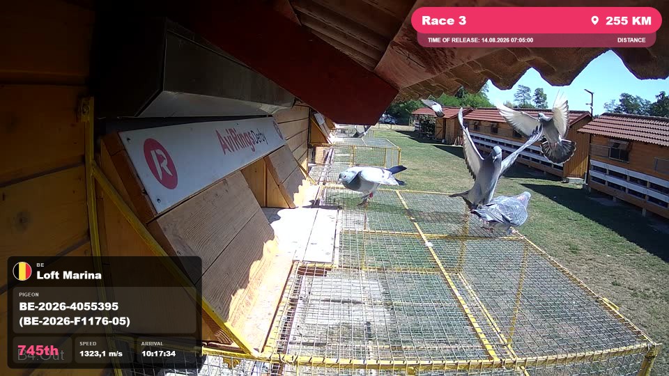 Pigeon Arrival Image For Race Race 3