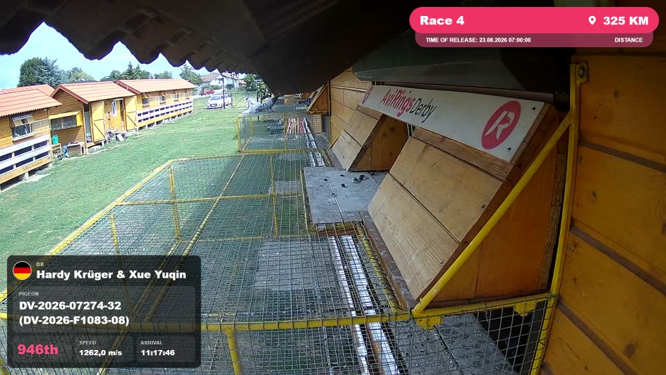 Pigeon Arrival Image For Race Race 4