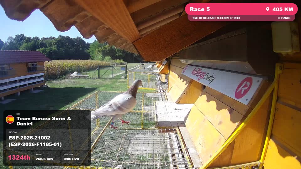 Pigeon Arrival Image For Race Race 5