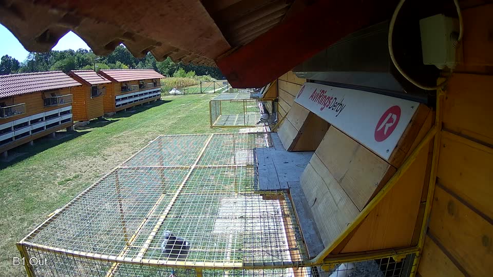 Pigeon Arrival Image For Race Race 2