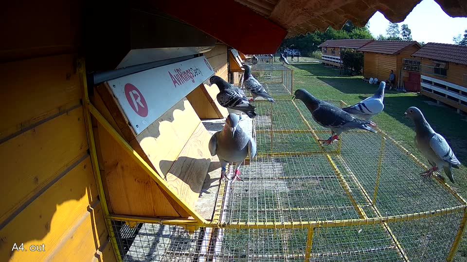 Pigeon Arrival Image For Race Race 1