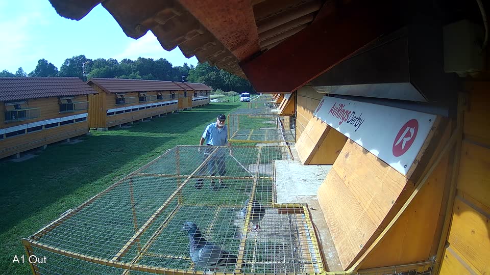 Pigeon Arrival Image For Race Final race 1