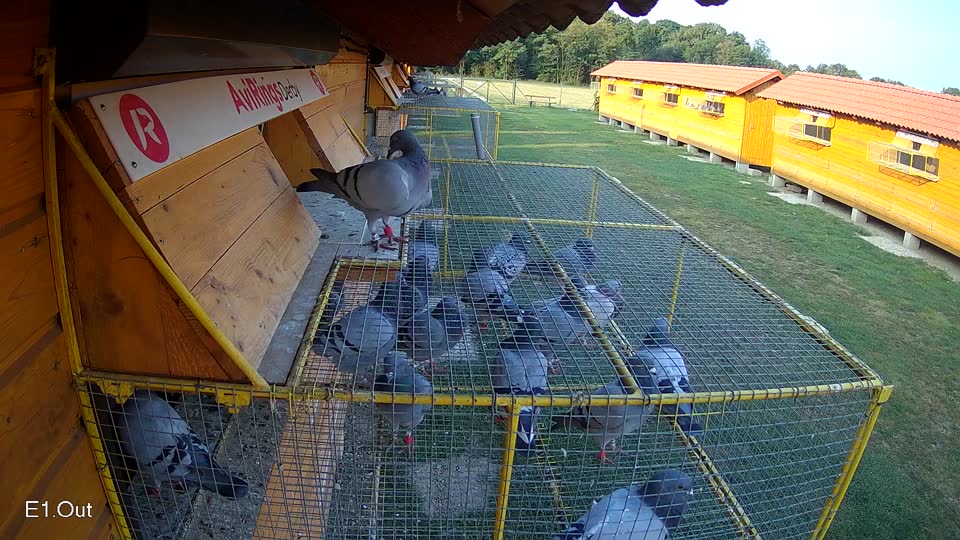 Pigeon Arrival Image For Race Race 4