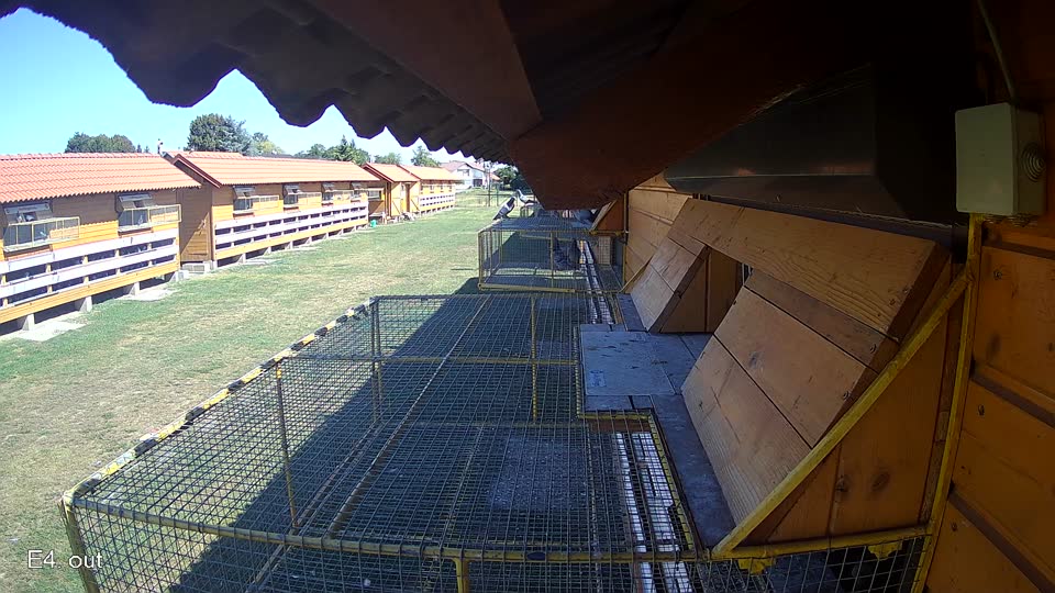 Pigeon Arrival Image For Race Race 3