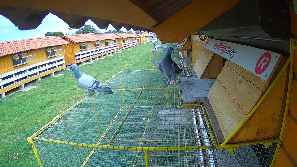 Pigeon Arrival Image For Race Race 4