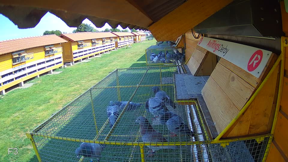 Pigeon Arrival Image For Race Race 1