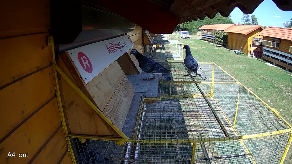 Pigeon Arrival Image For Race Race 5