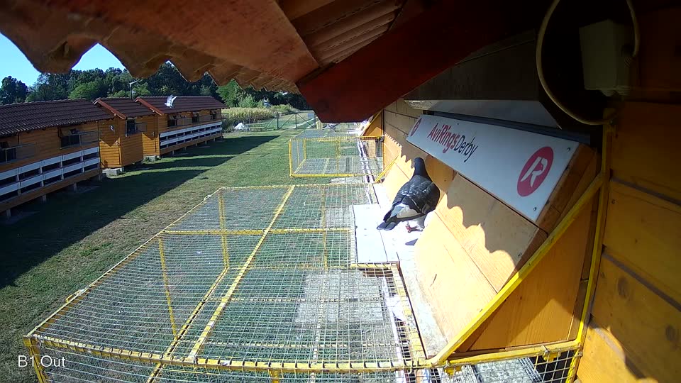 Pigeon Arrival Image For Race Race 2