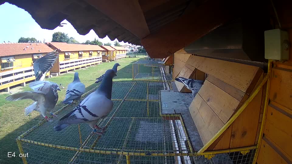 Pigeon Arrival Image For Race Race 1