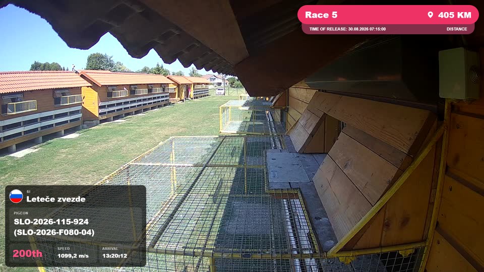 Pigeon Arrival Image For Race Race 5